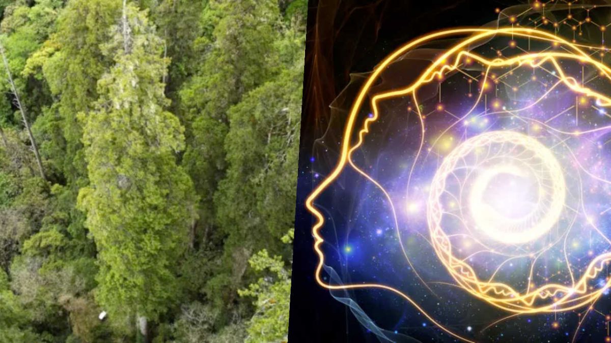Science news this week: Asia's tallest tree and the mysterious brain spiral