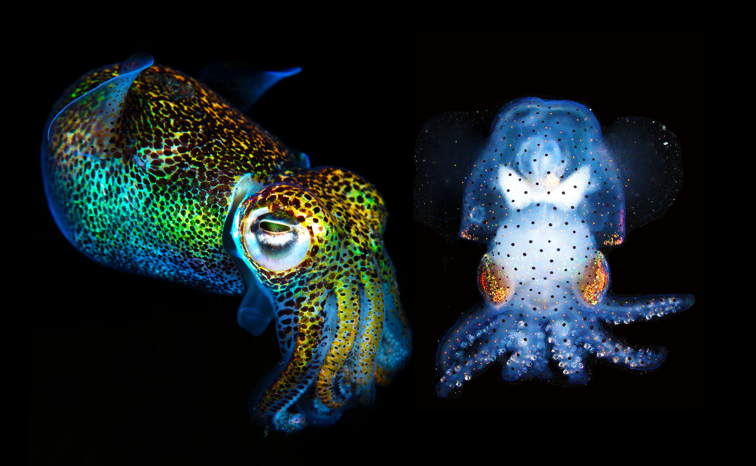 Scientists have created a squid that is transparent so you can see inside while it's alive.